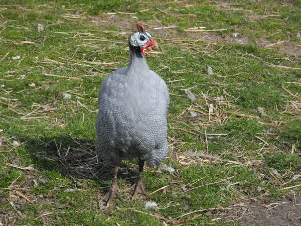 Helmeted Guinea Fowl Kind Poultry — Stock Photo, Image
