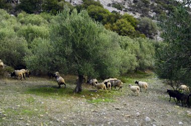 Yunanistan, Girit, yolda koyun sürüsü字母 y 卡通小孩风格矢量字体与五彩缤纷的小星星