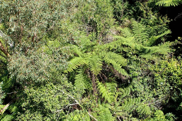 Australia Paprocie Drzewa Dziąseł Lesie Deszczowym — Zdjęcie stockowe