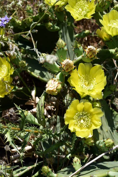 Greece Halkidiki Flowering Prickly Pear Cactus Fruits Edible — Stock Photo, Image