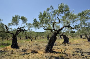 Yunanistan, Halkidiki, Kassandra yarımadasındaki zeytin çiftliği