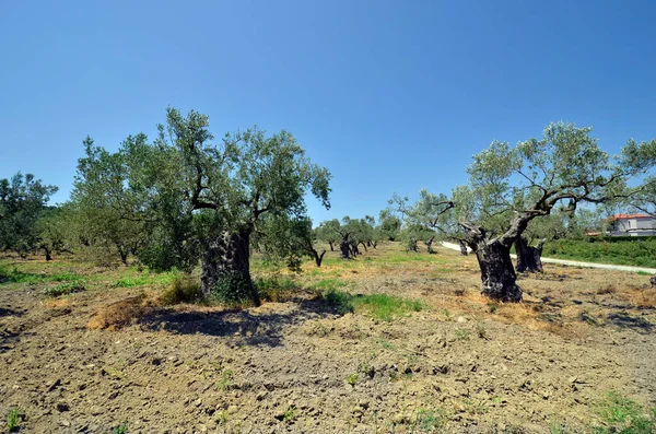 Ελλάδα Χαλκιδική Ελαιόδεντρα Στη Χερσόνησο Της Κασσάνδρας — Φωτογραφία Αρχείου