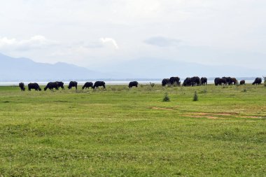 Yunanistan ve Makedonya 'nın orta kesiminde Bulgaristan sınırında korunan bir sulak alan ve yapay rezervuar alanı olan Kerkini Gölü' ndeki çayırlarda serbestçe otlayan bufalolar görülüyor
