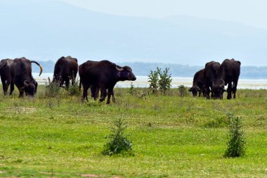 Yunanistan ve Makedonya 'nın orta kesiminde Bulgaristan sınırında korunan bir sulak alan ve yapay rezervuar alanı olan Kerkini Gölü' ndeki çayırlarda serbestçe otlayan bufalolar görülüyor