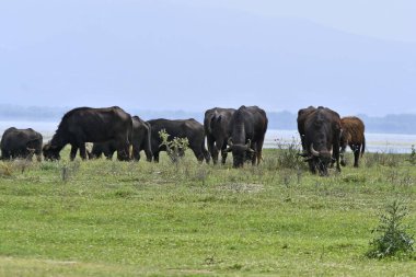Yunanistan ve Makedonya 'nın orta kesiminde Bulgaristan sınırında korunan bir sulak alan ve yapay rezervuar alanı olan Kerkini Gölü' ndeki çayırlarda serbestçe otlayan bufalolar görülüyor