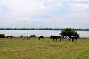Yunanistan, Orta Makedonya 'daki Kerkini gölü kıyısında tay taşıyan bir grup özgür otlak atı yapay bir göl ve doğa rezervi