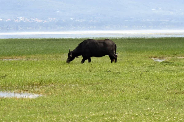 ギリシャ ウォーターバッファローは 保護された湿地とブルガリアとの国境にあるマケドニア中央部の人工貯水池地域 カッキニ湖の草原で自由に放牧します — ストック写真