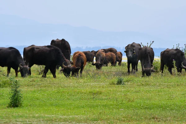 Greece Water Buffalo Grazing Freely Grasslands Lake Kerkini Protected Wetland — Stock Photo, Image