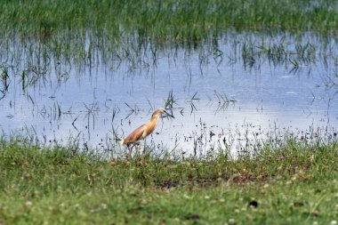 Yunanistan ve Squacco Heron, Makedonya 'nın orta kesiminde Bulgaristan sınırında korunan bir sulak alan ve yapay rezervuar alanı olan Kerkini Gölü' ndeki çayırlarda.