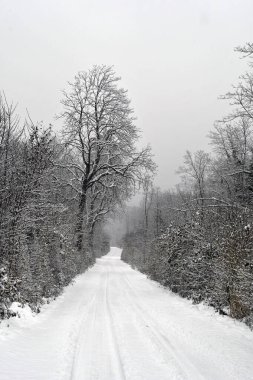 Avusturya, Mannersdorf Wueste doğa koruma alanının derin karla kaplı yaprak döken ormanında orman yolu.