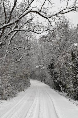 Avusturya, Mannersdorf Wueste doğa koruma alanının derin karla kaplı yaprak döken ormanında orman yolu.