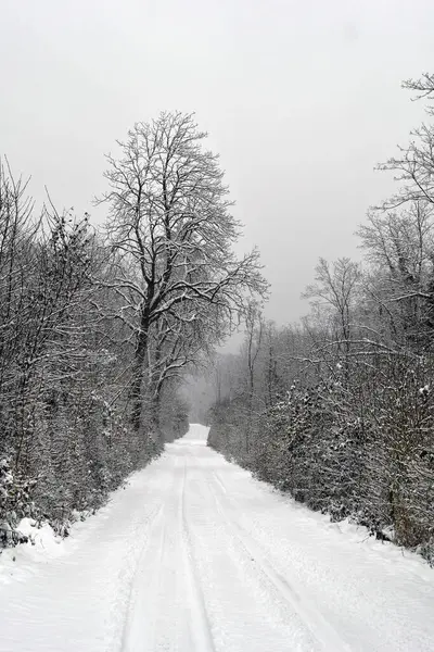 Avusturya, Mannersdorf Wueste doğa koruma alanının derin karla kaplı yaprak döken ormanında orman yolu.