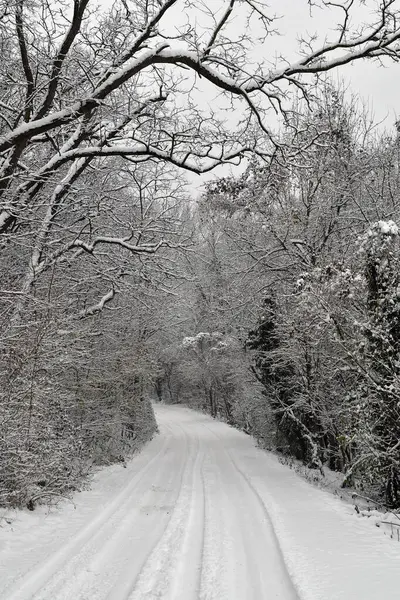 Avusturya, Mannersdorf Wueste doğa koruma alanının derin karla kaplı yaprak döken ormanında orman yolu.
