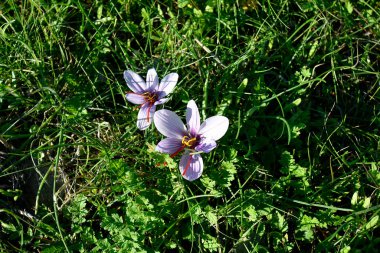 Lavrio, Yunanistan - 19 Aralık 2023: Lavreotiki Geopark ve antik madencilik merkezinde vahşi büyüyen Saffron 