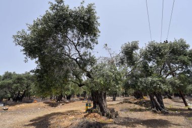 Yunanistan, Thassos Adası dağlarında bal üretimi için zeytin ağaçları ve arı kovanları