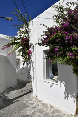 Paros, Yunanistan - Parikia 'nın çok yönlü Bauinvillea çalılığı
