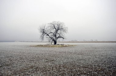Avusturya, kışın çıplak ağaçla kaplı arazisi kışın donla kaplıdır.