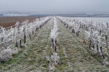 Avusturya ve Güney Avusturya 'da kırağı kaplayan espalier ekilen üzümler