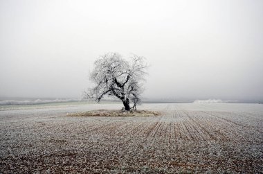 Avusturya, kışın çıplak ağaçla kaplı arazisi kışın donla kaplıdır.