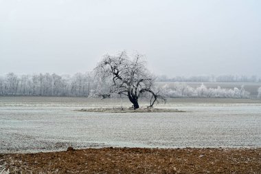 Avusturya, kışın çıplak ağaçla kaplı arazisi kışın donla kaplıdır.
