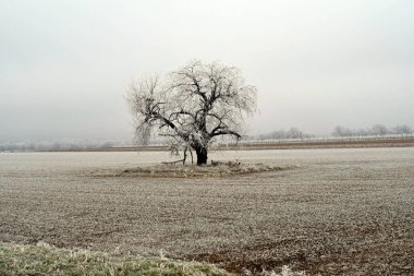 Avusturya, kışın çıplak ağaçla kaplı arazisi kışın donla kaplıdır.