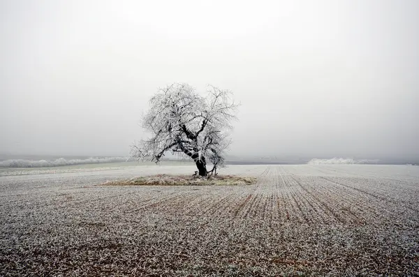 Avusturya, kışın çıplak ağaçla kaplı arazisi kışın donla kaplıdır.
