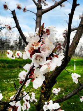 Avusturya, UNESCO Dünya Mirası Tuna Vadisi 'nde her yıl hayran olunan bir çiçek festivali olan kayısı çiçeği açtı.