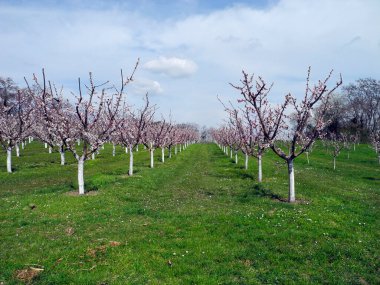 Avusturya, UNESCO Dünya Mirası Tuna Vadisi 'nde her yıl hayran olunan bir çiçek festivali olan kayısı çiçeği açtı.