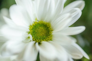 Güzel botanik çiçeği makro görüntüsü ve harika bir arka planı var.