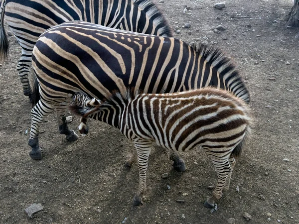 Zebramutter Säugt Baby Zebra — Stockfoto