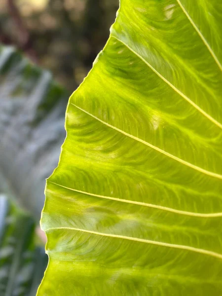 熱帯の葉の選択的な焦点の詳細 — ストック写真