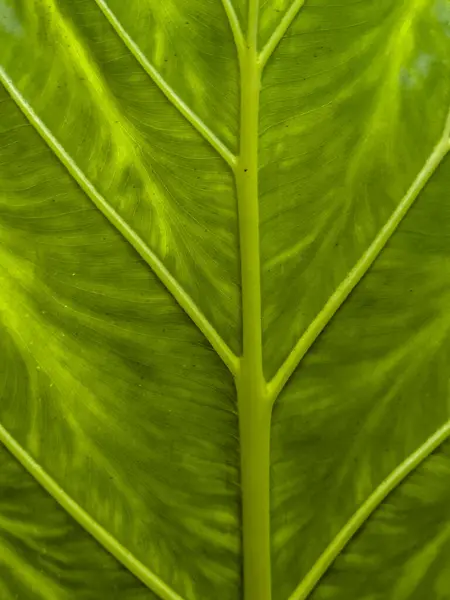 Close up shot of tropical leaf details