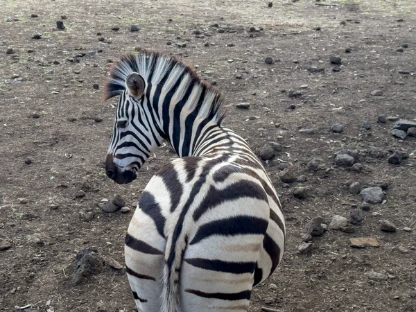 Zebrayı Arkadan Yakın Plan Çek — Stok fotoğraf