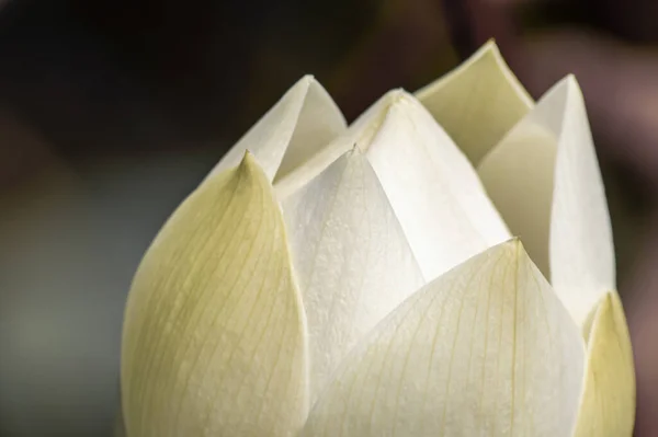 Nahaufnahme Einer Weißen Lotusblütenknospe — Stockfoto