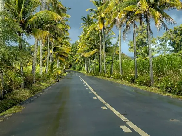 Background of palm-tree lined tropical road