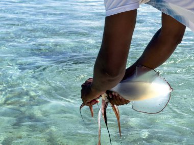 Balıkçının elinden tutulan mürekkep balığının yakın çekimi. 