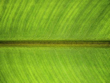  Strelitzia yaprak desenini kapat