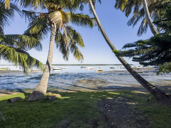 Mauritian kıyıları alçak gelgitte