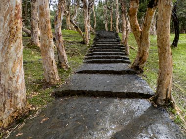 Forest footpath lined by Mauritian paperbark trees clipart