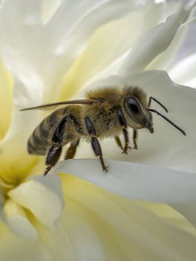 Beyaz çiçekteki arıyı yakından çek.