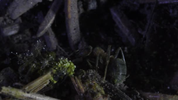 Hormiga Muerta Cubierta Hongos Profundidad Del Antilo Artificial Hormiga Muerta — Vídeo de stock