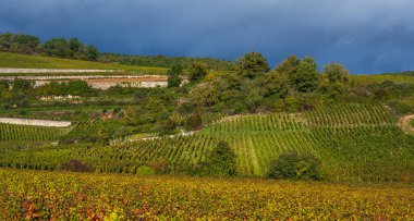 Sonbaharda dramatik gökyüzü ile Üzüm bağının manzarası. Fransa, Burgundy, Fransa 'yı dolaş.