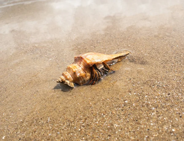 把螃蟹藏匿在海滩的沙滩上 高质量的照片 — 图库照片