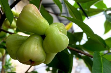 Ağaçta asılı Syzygium aqueum veya su elması