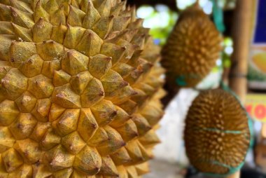 Taze ve olgun durian meyvesi. Durian Durio, Güneydoğu Asya bölgesinden gelen ve benzersiz şekli ve kendine özgü aromasıyla popüler bir tropikal bitkidir..