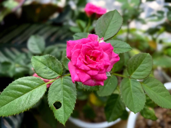 Mini pink rose in the garden. mini roses bloom