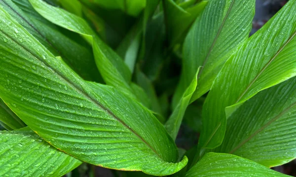 Çiy damlalı zerdeçal yaprakları. Zingiberaceae bitkisinin yapraklarının arkaplanı