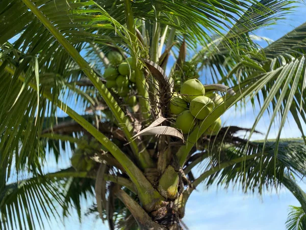 coconut tree. Fresh coconut on the tree. coconut fruit