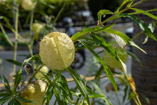 Ballon Comme Plante Fleurs Asclépiade Asclepias Physocarpa Fleurissant Dans Jardin — Photo