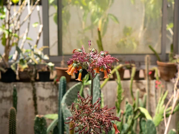 Rostlina Známá Jako Bryophyllum Delagoense Běžně Nazývaná Matka Milionů Nebo — Stock fotografie